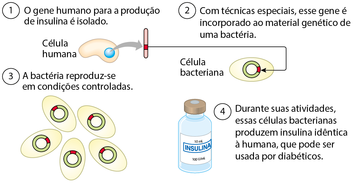 Esquema. 1: O gene humano para a produção de insulina é isolado. Abaixo, ilustração de célula humana com núcleo, destacando bastão rosa com faixa vermelha. 2: Com técnicas especiais, esse gene é incorporado ao material genético de uma bactéria. Abaixo, ilustração de uma célula bacteriana com material genético circular. A faixa vermelha está incorporada ao material genético bacteriano. 3: A bactéria reproduz-se em condições controlada. Ilustração de cinco células bacterianas, todas com a faixa vermelha incorporada ao material genético circular. 4: Durante suas atividades, essas células bacterianas produzem insulina idêntica à humana, que pode ser usada por diabéticos. Ilustração de um frasco azul com rótulo dizendo “insulina”.