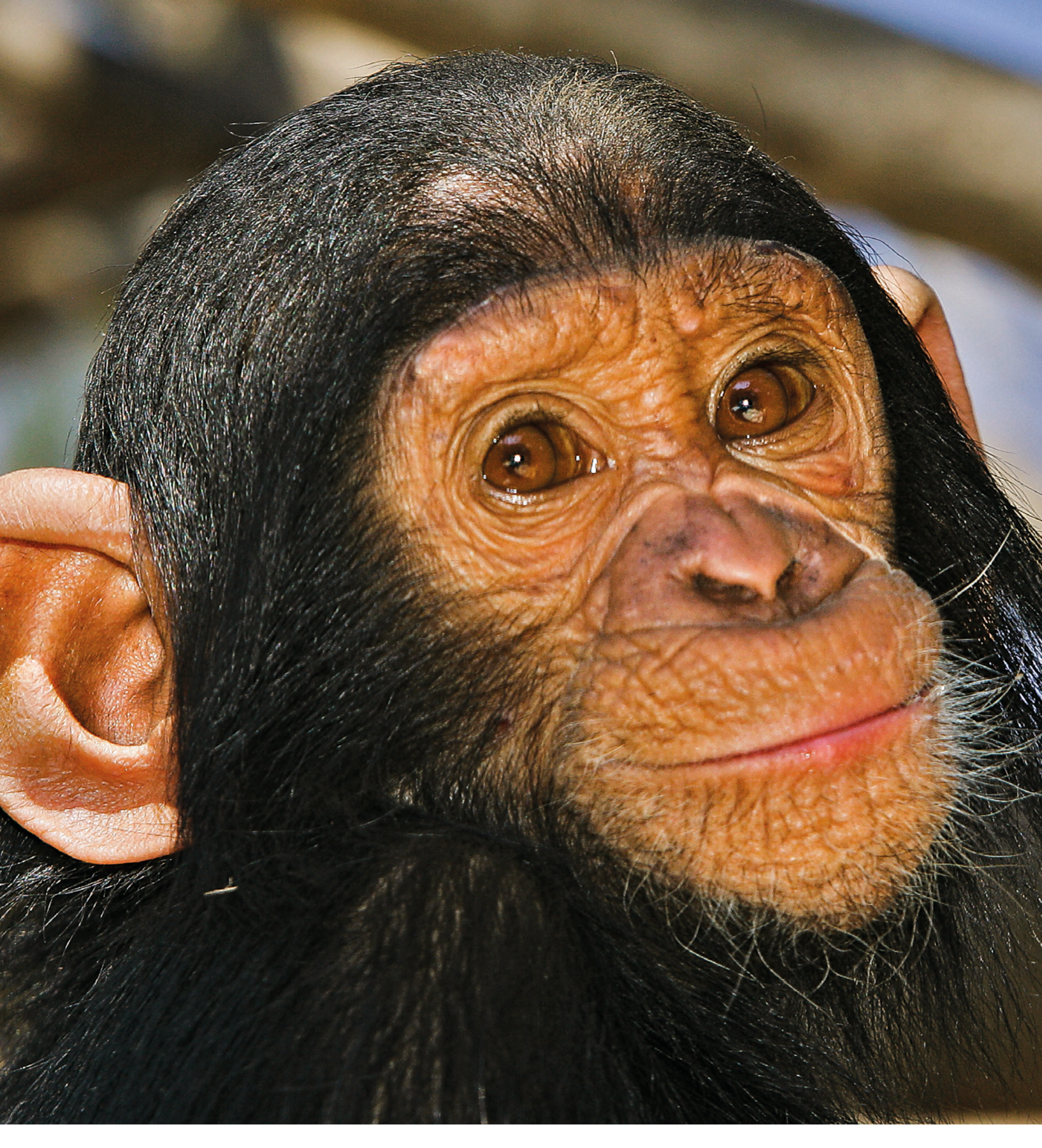 Fotografia. Destaque para a cara de um chimpanzé.