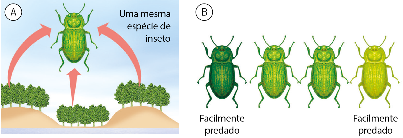 Esquema A. Três grupos de árvores onde vivem uma mesma espécie de inseto verde, parecida a um besouro. Esquema B. Quatro insetos parecidos a um besouro em tons variados de verde. À esquerda, verde escuro, inseto facilmente predado. Último da direita, verde mais claro, inseto facilmente predado.