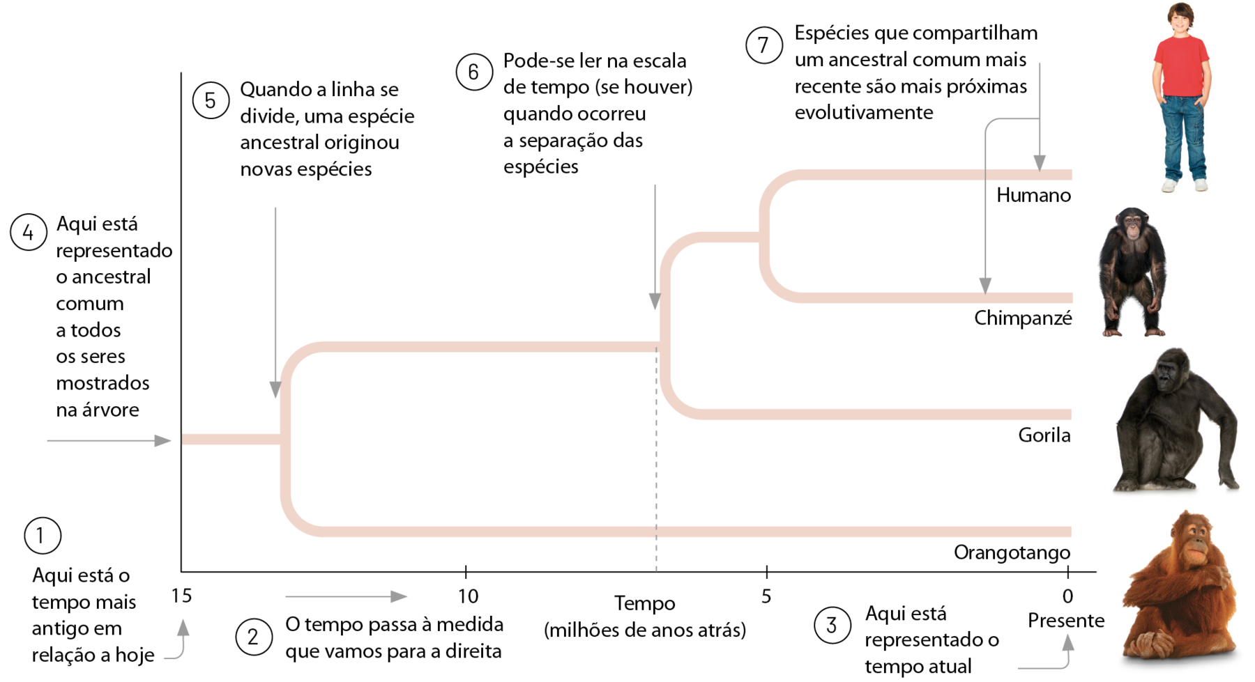 Cladograma. Exemplo de árvore filogenética horizontal. Linha horizontal representa o tempo (milhões de anos atrás): 15, 10, 5, 0, sendo 15 - 1. Aqui está o tempo mais antigo em relação a hoje. 2. O tempo passa à medida que vamos para a direita. No zero: 3. Aqui está representado o tempo atual. Na base da árvore filogenética: 4. Aqui está representado o ancestral comum a todos os seres mostrados na árvore. Primeira divisão em dois ramos: 5. Quando a linha se divide, uma espécie ancestral originou novas espécies. Nova bifurcação de um dos ramos: 6. Pode-se ler na escala de tempo (se houver quando ocorreu a separação das espécies. Nova divisão de um dos ramos: 7. Espécies que compartilham um ancestral comum mais recentes são mais próximas evolutivamente. Na ponta desses ramos desenho de um ser humano e de um chimpanzé. Compartilhando um ancestral, mas em outro ramo desenho de um gorila. Compartilhando um ancestral mais antigo, desenho de um orangotango.