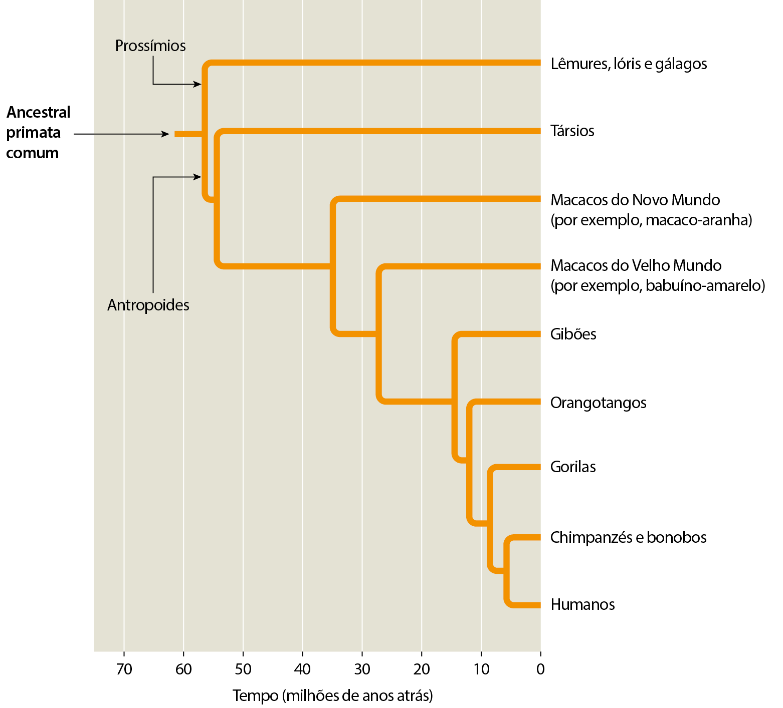 Cladograma. No eixo horizontal, escala de tempo (em milhões). Início em 60 milhões: ancestral primata comum. Divide em prossímios e antropoides. Prossímios segue até tempo 0, lêmures, lóris e gálagos. O ramo de antropoides divide em 2 (por volta de 55 milhões de anos atrás), sendo que um dos ramos chega no tempo 0, társios. Ramo divide em 2 (por volta de 45 milhões de anos atrás), sendo que um dos ramos chega no tempo 0: macacos do Novo Mundo (por exemplo, macaco-aranha). O outro ramo, divide em dois (por volta de 32 milhões de anos) e um deles chega no tempo 0: macacos do Velho Mundo (por exemplo, babuíno-amarelo). O outro ramo, divide em dois (por volta de 25 milhões de anos) e um deles chega no tempo 0: gibões. O outro ramo, divide em dois (por volta de 12 milhões de anos) e um deles chega no tempo 0: orangotangos. O outro ramo, divide em dois (por volta de 9 milhões de anos) e um deles chega no tempo 0: gorilas. O outro ramo divide em dois (por volta de 5 milhões de anos) e os dois chegam no tempo 0: um ramo: chimpanzés e bonobos, outro ramo:  humanos.