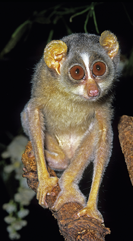 Fotografia. Lóris, animal de olhos grandes em cima de um galho.