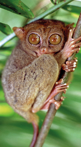 Fotografia. Társio, animal de olhos grandes pendurado em um galho.