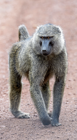 Fotografia. Babuíno-amarelo, macaco andando em um local com terra.