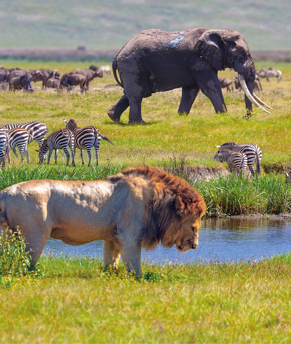 Fotografia. Trecho de savana com zebras, um leão e um elefante.