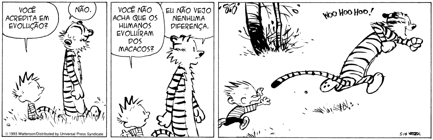 Tirinha. Tirinha em preto e branco e em três quadros. Calvin: menino de cabelo curto, vestindo camiseta listradas e bermuda e tigre listrado. Quadro 1: Eles caminham na grama e Calvin pergunta: Você acredita em evolução? O Tigre diz: Não. Quadro 2: Calvin diz: Você não acha que os humanos evoluíram dos macacos?. O tigre responde: Eu não vejo diferença nenhuma. Quadro 3: Calvin corre atrás do tigre.