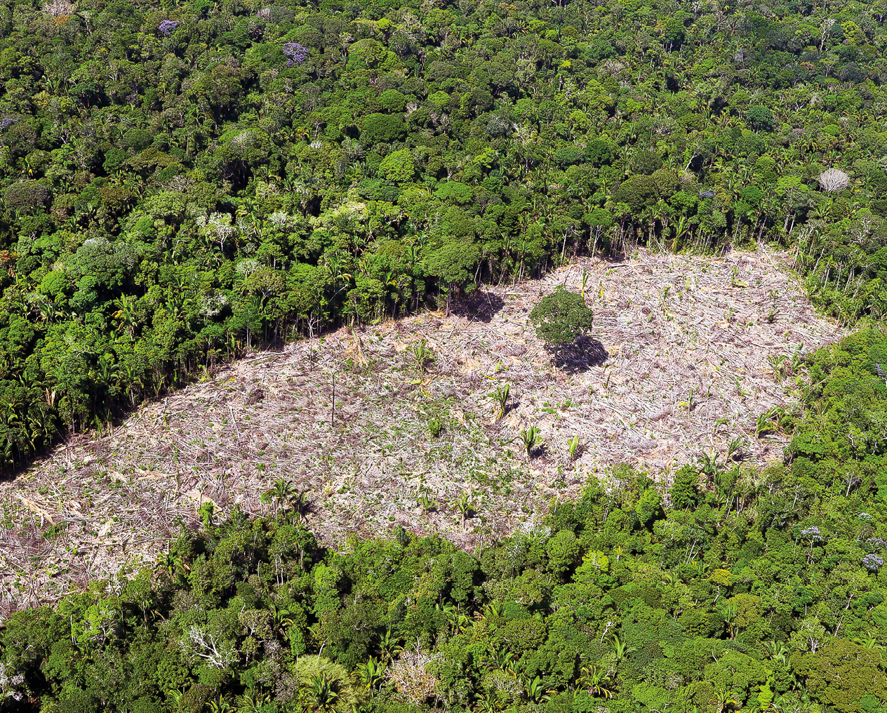 Fotografia. Vista aérea de uma floresta, com parte desmatada.