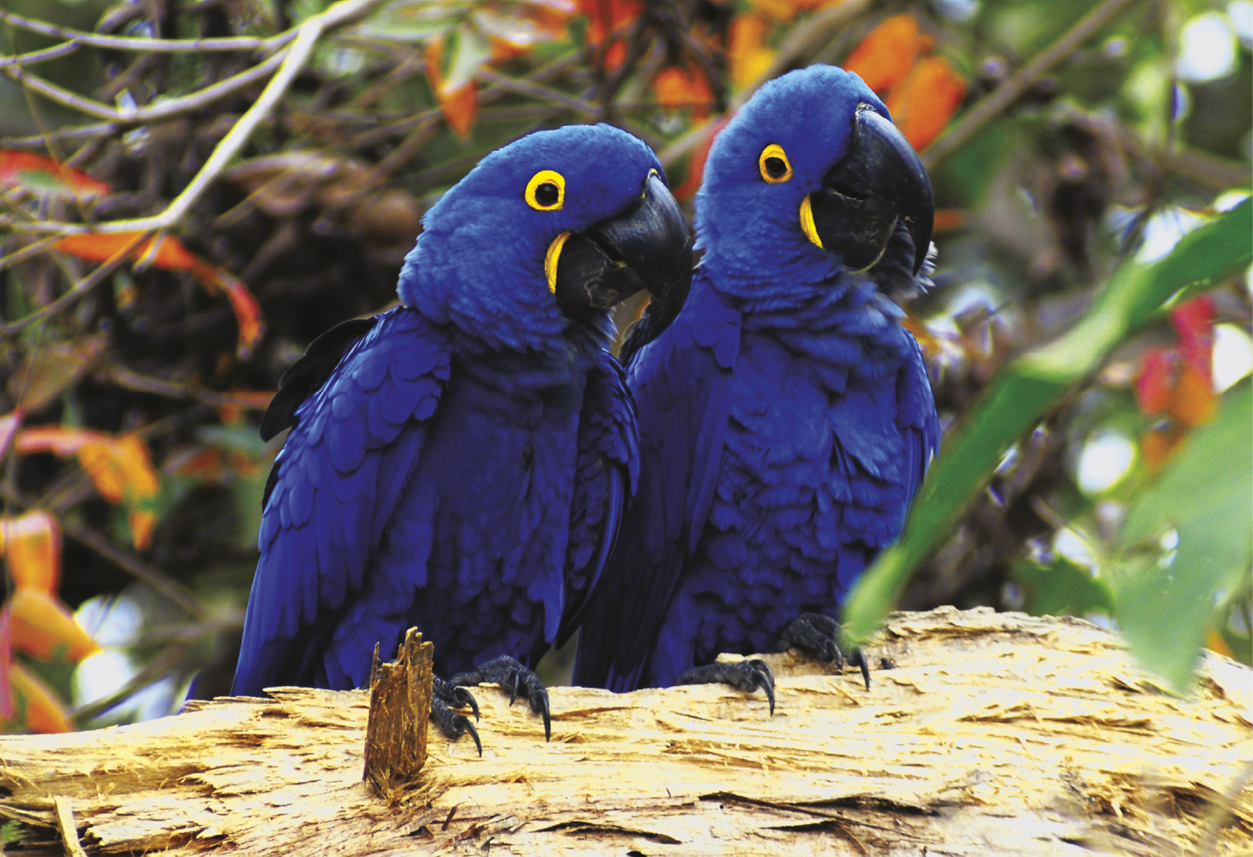 Fotografia: Duas araras-azuis pousadas sobre um galho de árvore em meio a floresta. Elas têm penas azuis, olhos amarelos e bicos pretos.