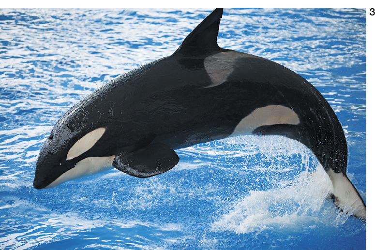 Fotografia. Uma baleia preta e branca saltando na água.