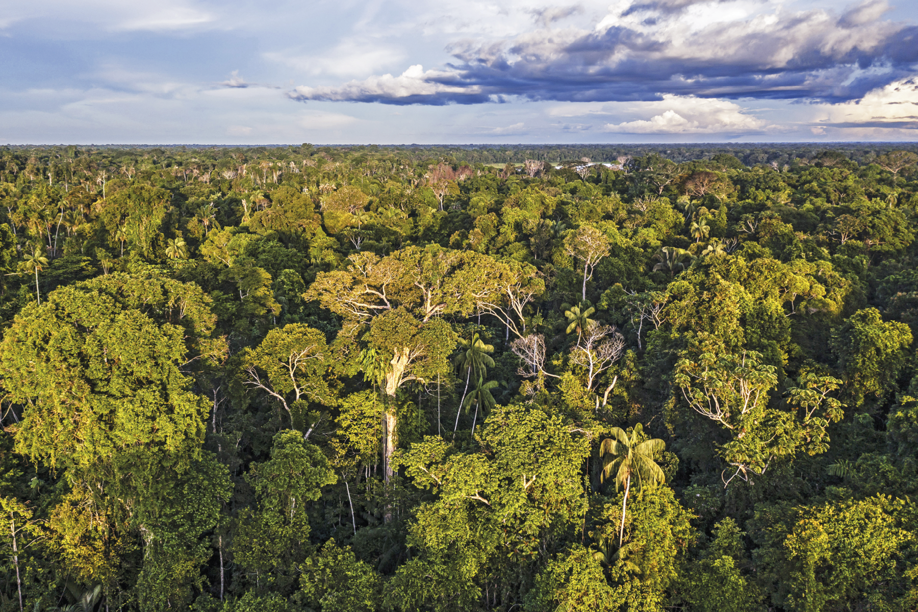 Fotografia. Imagem aérea de paisagem com uma floresta densa de árvores altas e troncos finos. Ao fundo, a linha do horizonte e um lindo céu azul com algumas nuvens brancas e azuladas.