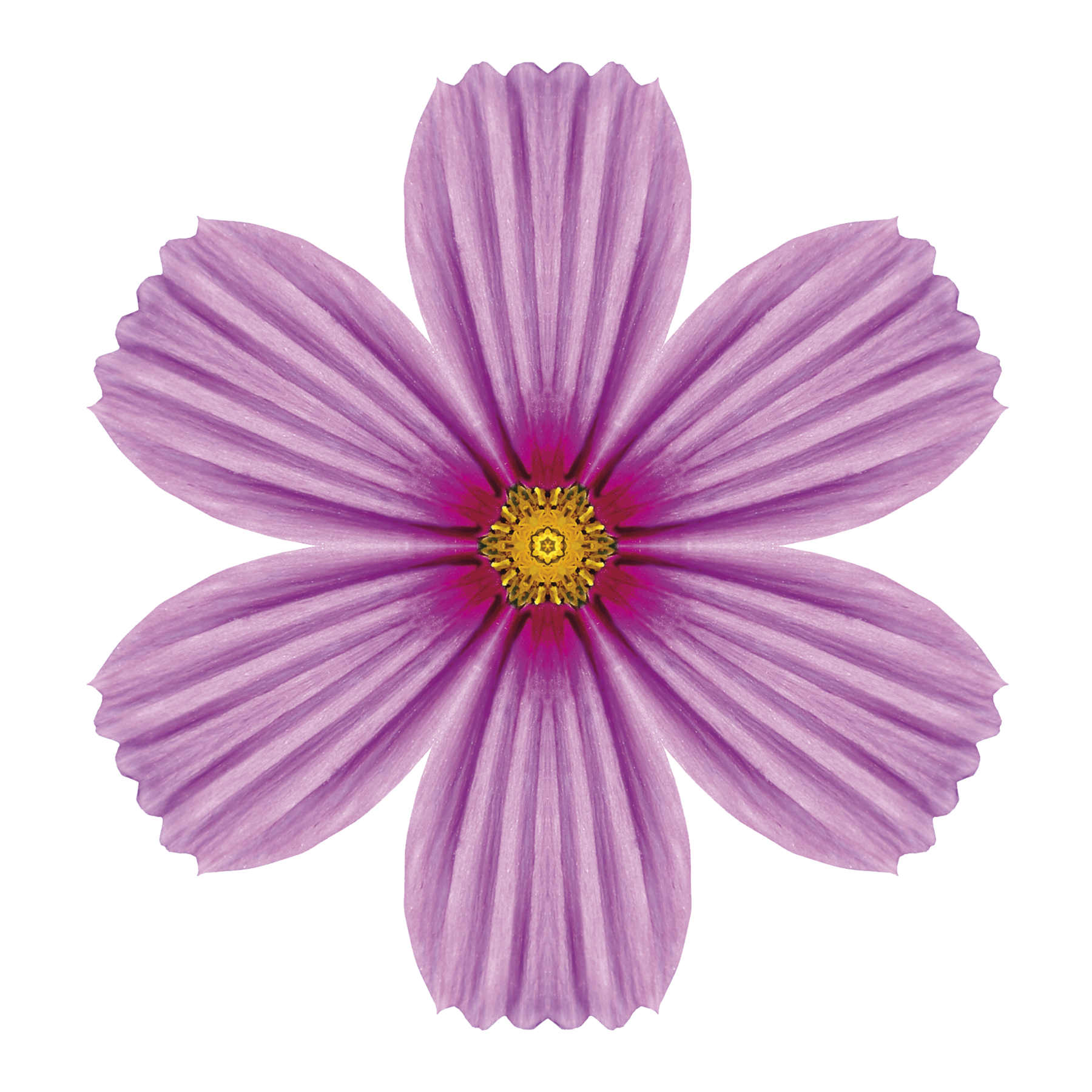 Ilustração. Flor rosa com 6 pétalas, vista de cima. No centro, há pólen, identificando por um pequeno círculo amarelo.