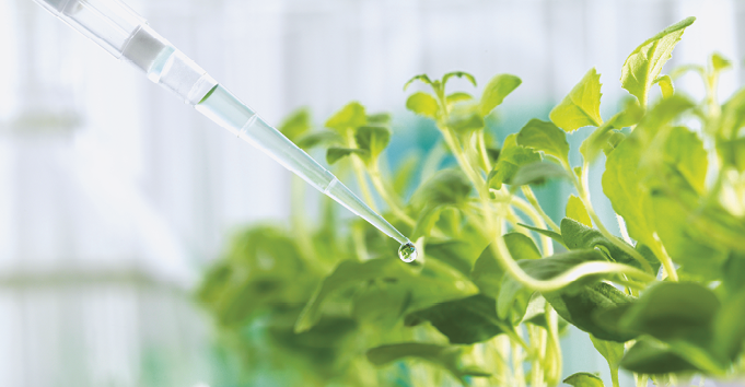 Fotografia. Destaque para um conta-gotas pingando um líquido translúcido em uma planta verde.