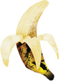 IMAGEM: banana. FIM DA IMAGEM.
