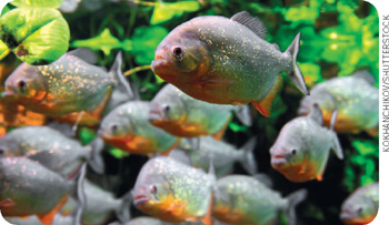 IMAGEM: cardume de peixes nadandoentre plantas aquáticas. FIM DA IMAGEM.