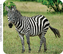 IMAGEM: zebra. FIM DA IMAGEM.