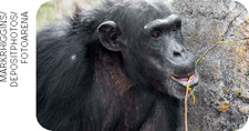 IMAGEM: um chimpanzé comendo insetos de um galho. FIM DA IMAGEM.