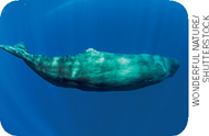 IMAGEM: baleia cachalote. FIM DA IMAGEM.