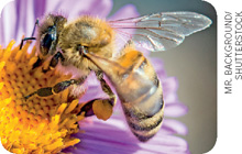 IMAGEM: uma abelha pousada em uma flor. FIM DA IMAGEM.