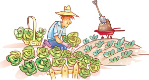 IMAGEM: um homem trabalhaem uma plantação de hortaliças. FIM DA IMAGEM.