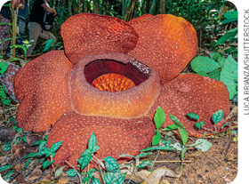IMAGEM: fotografia de uma flor monstro, com pétalas arredondadas e enormes. FIM DA IMAGEM.
