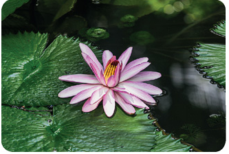 IMAGEM: flor cor-de-rosa, com miolo amarelo, de vitória-régia próxima a folhas na superfície da água. FIM DA IMAGEM.