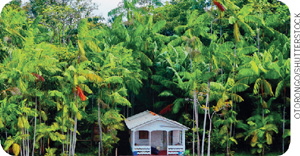 IMAGEM: uma casa de madeira no meio de uma floresta de palmeiras. FIM DA IMAGEM.