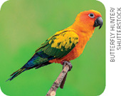 IMAGEM: um pássaro nhandaia, com penas coloridas. FIM DA IMAGEM.