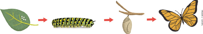 IMAGEM: sequência de desenhos representando o ciclo de vida das borboletas. são eles: ovos postos em umafolha. lagarta. casulo. borboleta. FIM DA IMAGEM.