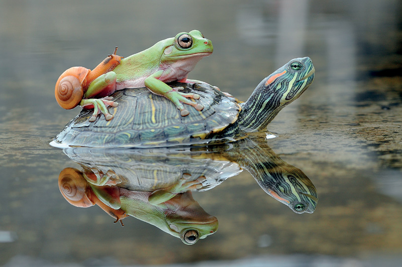 IMAGEM: no início da unidade sete, há uma foto de uma tartaruga. no casco da tartaruga, há um sapo e, em cima do sapo, há um caracol. a tartaruga atravessa um rio. FIM DA IMAGEM.