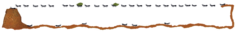IMAGEM: Formigas caminhando em fileira na direção de um formigueiro. FIM DA IMAGEM.