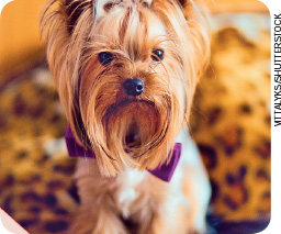 IMAGEM: Um cachorro da raça yorkshaire. Ele é pequeno, tem pelo comprido e liso e olhos pequenos. O cachorro da fotografia olha para frente com expressão séria e usa um laço no pescoço. FIM DA IMAGEM.