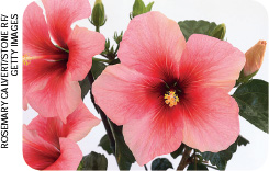 IMAGEM: flor de hibisco, uma flor rosa com cinco pétalas. FIM DA IMAGEM.