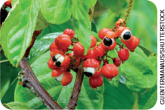IMAGEM: conjunto de guaraná pendurado em um galho. os frutos são redondos e vermelhos, com interior branco com círculos pretos. FIM DA IMAGEM.