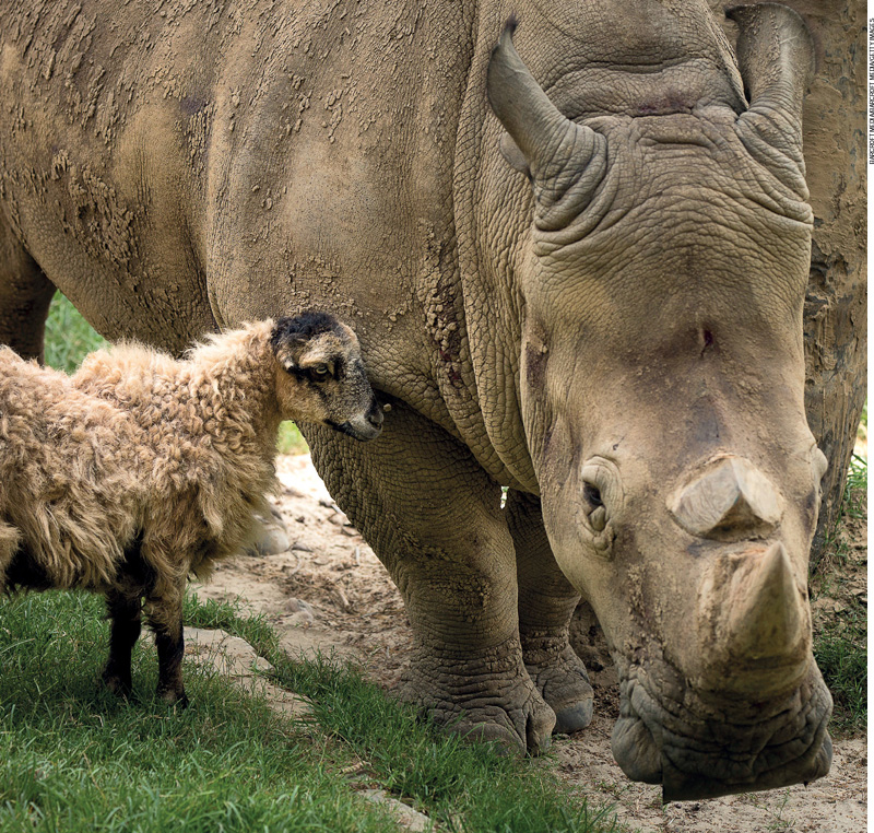 IMAGEM: início da unidade um. uma fotografia apresenta um rinoceronte fêmea ao lado de uma ovelha, em um local com grama e pedras. o rinoceronte está com a cabeça abaixada e olha para frente, enquanto a ovelha o encara. FIM DA IMAGEM.