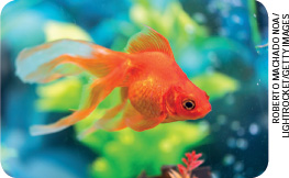IMAGEM: Um peixe-dourado entre corais. Ele é pequeno e laranja, e tem uma cauda longa com a ponta transparente. FIM DA IMAGEM.