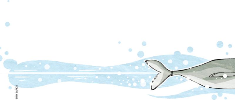 IMAGEM: parte da baleia aparece dentro da água. ela puxa o cipó que está preso em seu rabo. FIM DA IMAGEM.