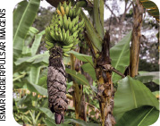 IMAGEM: cachos de banana verde reunidos em uma bananeira na mata. outras bananeiras sem frutos aparecem ao redor. FIM DA IMAGEM.