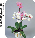 IMAGEM: um vaso de orquídea. FIM DA IMAGEM.