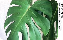 IMAGEM: uma folha de costela-de-adão, uma planta com folhas grandes e perfuradas. FIM DA IMAGEM.