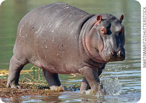 IMAGEM: hipopótamo. FIM DA IMAGEM.