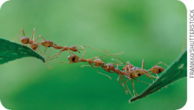 IMAGEM: formigas grudadas umas nas outras formam uma ponte entre folhas. FIM DA IMAGEM.