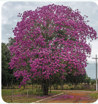 IMAGEM: Uma árvore com flores roxas. FIM DA IMAGEM.