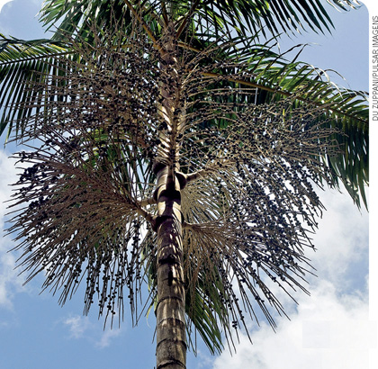 IMAGEM: árvore parecida com um coqueiro, mas com os frutos do açaí. FIM DA IMAGEM.