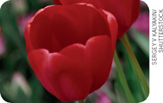 uma flor vermelha com as pétalas fechadas de tal forma que parecem um copo.