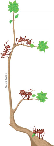 IMAGEM: formigas cortam pedaços das folhas de um galho de árvore. FIM DA IMAGEM.