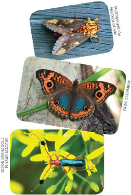 IMAGEM: uma mariposa, uma borboleta e um besouro. FIM DA IMAGEM.