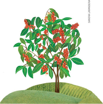 IMAGEM: uma árvore de guaraná carregada de frutos. FIM DA IMAGEM.
