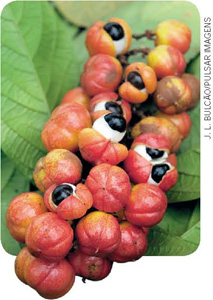 IMAGEM: frutos de guaraná. o fruto possui o formato similar ao de um olho. FIM DA IMAGEM.