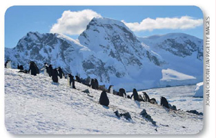 IMAGEM: pinguins na neve. FIM DA IMAGEM.