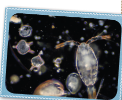 IMAGEM: Fotografia de pequenos organismos chamadosplânctons no fundo do mar, seu corpo é translucido. FIM DA IMAGEM.